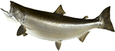 Chinook Salmon