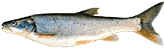 Pikeminnow