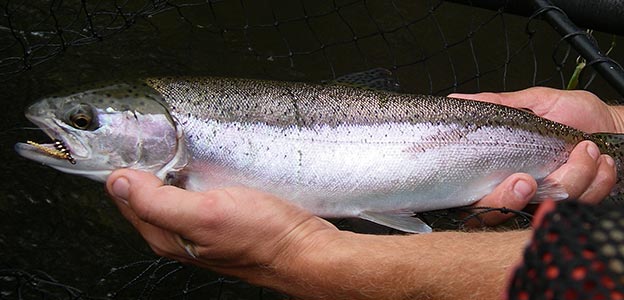 fish-624x300 - Rogue River fishing trips at Morrisons Rogue Wilderness