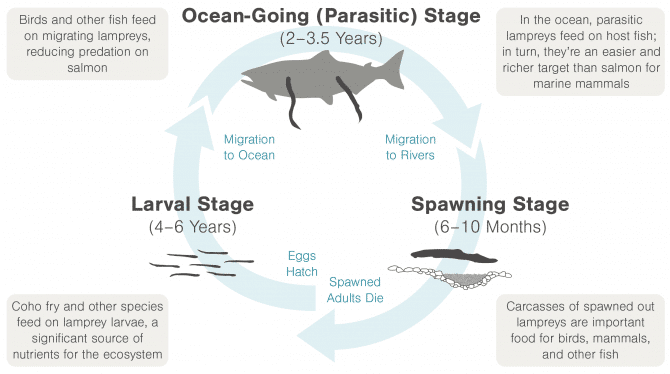 food-web-lamprey - Rogue River fishing trips at Morrisons Rogue ...