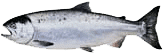 coho salmon